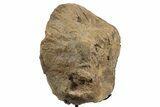 Fossil Hadrosaur Vertebra Centrum w/ Metal Stand - South Dakota #339918-2